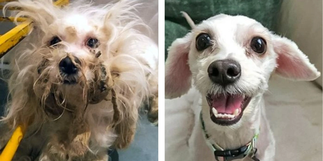 Simba - Antes e depois do resgate